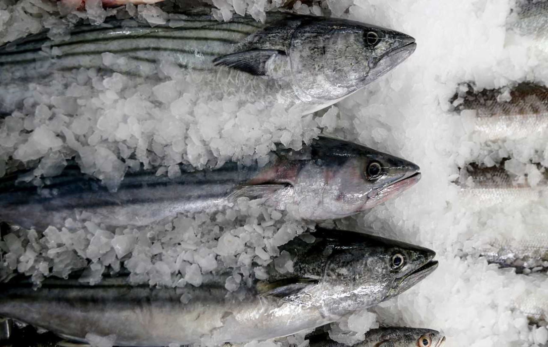 Qué pescado hay que congelar antes comer? Aquí la respuesta - Homarus